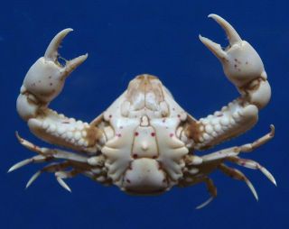 87384 Spotted Peeble crab Leucosia haematosticta Crab Taxidermy Oddities Curios 2