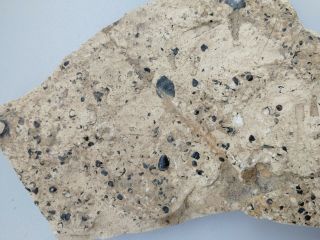 Brachiopod Fossil,  Cambrian,  Linyi City Shandong China K81
