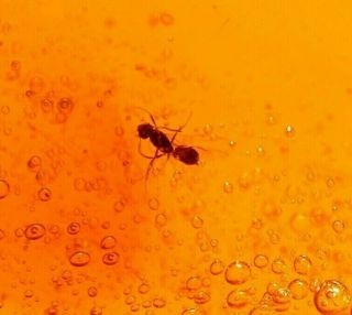 Winged Ant,  Water Bubbles With Air Bubbles In Authentic Dominican Amber Fossil