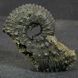 1.  4in (3.  5cm) Pyritized Ammonite Kosmoceras Jurassic Callovian Russian Fossils