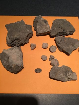 Unprepared Fossil Trilobites,  Crinoid,  Bivalve,  Misc From York