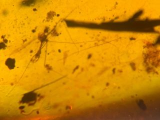 uncommon long legs mosquito fly Burmite Myanmar Amber insect fossil dinosaur age 2