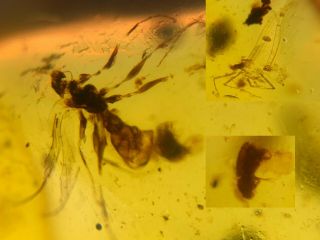 Big Wasp&beetle&fly Burmite Myanmar Burmese Amber Insect Fossil Dinosaur Age
