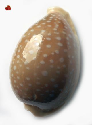 Cypraea camelopardalis Dahlac arch.  Erythrea 59,  5 mm F, 2