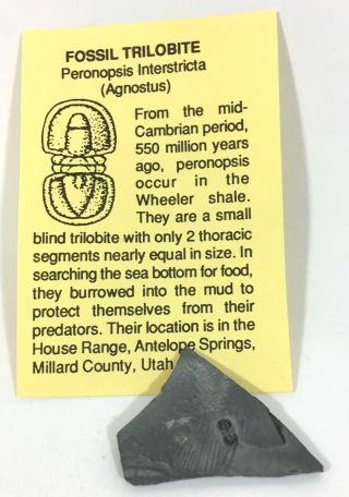 550 Million years old FOSSIL TRILOBITE Cambrian Period B15 2