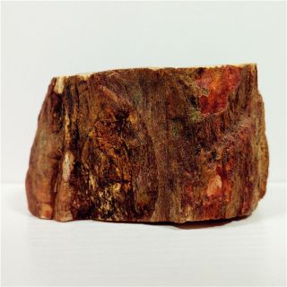 2.  6 " 187g Petrified Wood Branch Limb Fossil Agate Display Madagascar Y1283