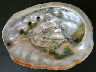 Vintage Large California Red Abalone Shell Mop 4 Hole 7.  75 " X 6.  25 " Green Orange