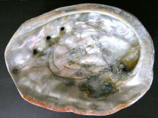Vintage Large California Red Abalone Shell MOP 4 Hole 7.  75 