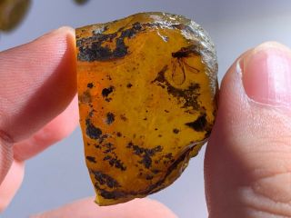 6.  5g Raw Stone Unknown Fly Bug Burmite Myanmar Amber Insect Fossil Dinosaur Age