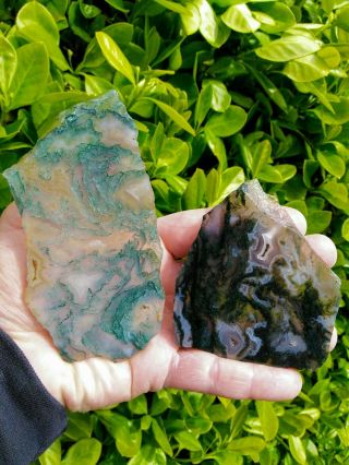 Two (2) Old Stock High End Green Moss Agate Slabs Prineville Central Oregon 7oz