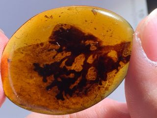 2.  8g Unique Plant Burmite Myanmar Burmese Amber Insect Fossil From Dinosaur Age
