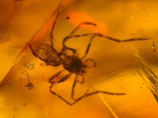 Uncommon Spider&plant Burmite Myanmar Burmese Amber Insect Fossil Dinosaur Age