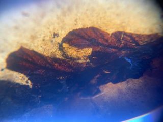 Unknown Plant Leaf Burmite Myanmar Burmese Amber Insect Fossil From Dinosaur Age