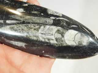 A BIG Polished 400 Million Year Old ORTHOCERAS Fossil Plate Morocco 296gr 2
