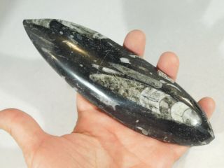 A BIG Polished 400 Million Year Old ORTHOCERAS Fossil Plate Morocco 296gr 3