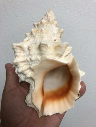 Bursa (tutufa) Bufo Roding,  1798,  162mm,  Aperture,  Hawaii Form Seashell