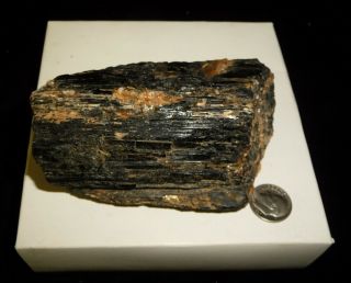 Dino: Huge Natural Black Tourmaline Crystal Specimen,  Brazil - 458 Grams