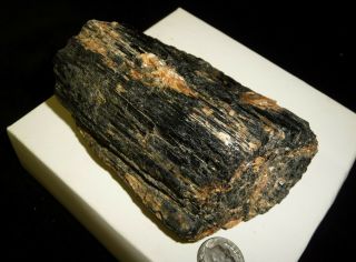 Dino: Huge Natural Black Tourmaline Crystal Specimen,  Brazil - 458 grams 2