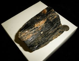 Dino: Huge Natural Black Tourmaline Crystal Specimen,  Brazil - 458 grams 3