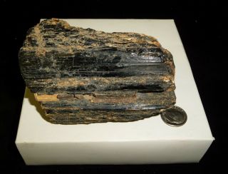 Dino: Huge Natural Black Tourmaline Crystal Specimen,  Brazil - 458 grams 4