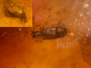 Unknown Beetle&moth Burmite Myanmar Burmese Amber Insect Fossil Dinosaur Age