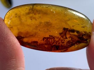 3.  3g Unique Unknown Plant Burmite Myanmar Burma Amber Insect Fossil Dinosaur Age