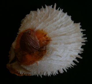 Spondylus Varians 135.  1mm F,  Orange With Cluster,  Philippines