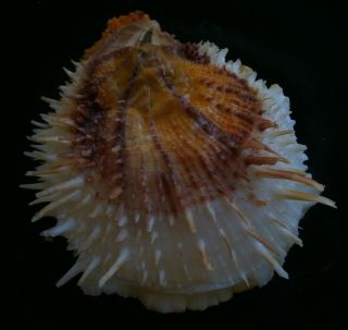 Spondylus Varians 110.  5mm F,  Awesome Yellow Red Color Spots,  Philippines
