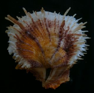 spondylus varians 110.  5mm F,  awesome yellow red color spots,  Philippines 3