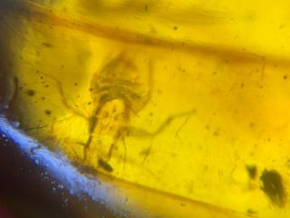unknown bug ' s skin&beetle&fly Burmite Myanmar Amber insect fossil dinosaur age 2