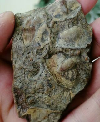 Rare Trilobite Pygidium Fossil,  Cambrian,  Feixian,  Shandong,  China Ag90