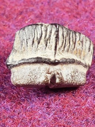 Cretaceous Rhombodus Binkhorsti Ray Tooth From Texas