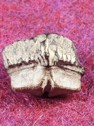 Cretaceous Rhombodus Binkhorsti Ray Tooth from Texas 3
