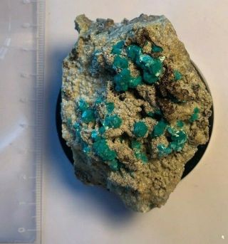 Good example of Aurichalcite on Smithsonite from the Kelly Mine,  Mexico 3