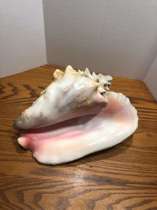 Large Pink Angel Skin Queen Conch Sea Shell 10” X 8 "