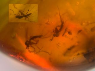 2 Mosquito Fly&wasp Burmite Myanmar Burmese Amber Insect Fossil Dinosaur Age