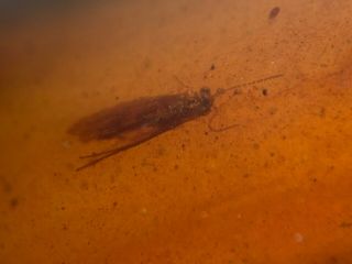 2 unique beetles&moth Burmite Myanmar Burmese Amber insect fossil dinosaur age 5