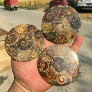 Top Natural Ammonite Disc Fossil Conch Specimen Healing Care Random 1pc 55g,