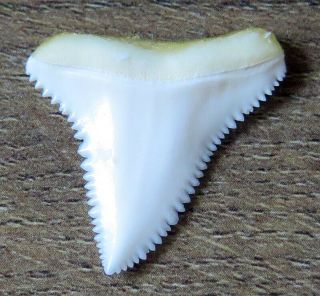 1.  112 " Upper Nature Modern Great White Shark Tooth (teeth)