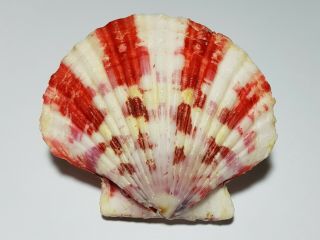 (raspberry Scallop) Annachlamys Reevei Fire Spectacular Shell,  Fresh
