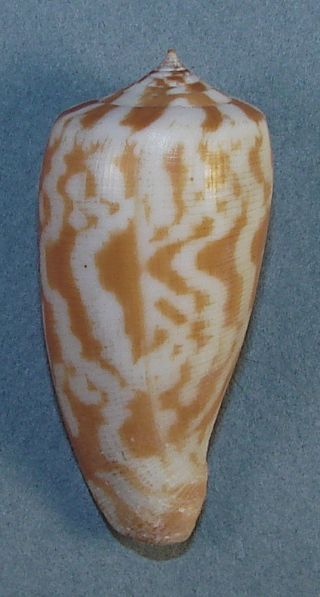 Conus Filamentosus 38.  46mm Rare Specimen Off Zamboanga,  Philippines