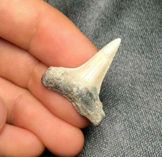 Sharp 1.  15 " Mako Shark Tooth Teeth Fossil Sharks Necklace Jaws Jaw Megalodon