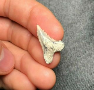 Sharp 0.  86 " Lee Creek Aurora Hemipristis Serra Shark Tooth Teeth Fossil Sharks