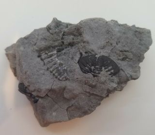 Devonian Trilobite Eldredgeops Rana (phacops) Sylvania Ohio Silica Fm Geology