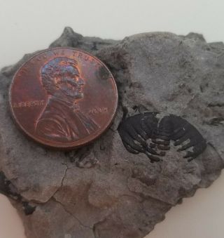 Devonian Trilobite Eldredgeops rana (Phacops) Sylvania Ohio Silica Fm Geology 2