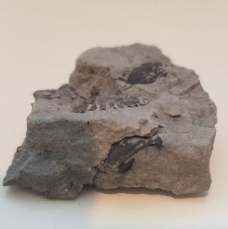 Devonian Trilobite Eldredgeops rana (Phacops) Sylvania Ohio Silica Fm Geology 3