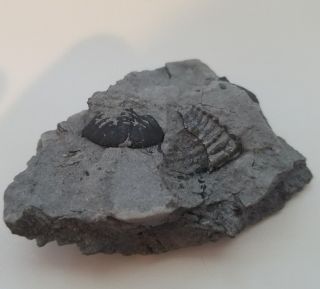 Devonian Trilobite Eldredgeops rana (Phacops) Sylvania Ohio Silica Fm Geology 4