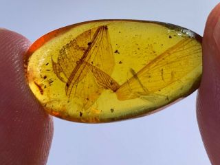 1.  35g many bug wings Burmite Myanmar Burmese Amber insect fossil dinosaur age 3
