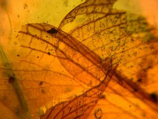1.  35g many bug wings Burmite Myanmar Burmese Amber insect fossil dinosaur age 5
