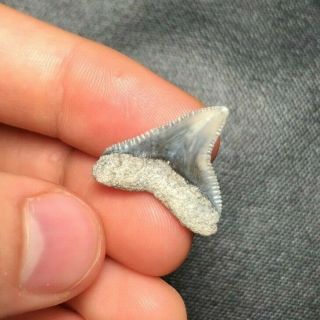 Sharp 0.  88 " Lee Creek Aurora Bull Shark Tooth Teeth Fossil Sharks Necklace Jaws